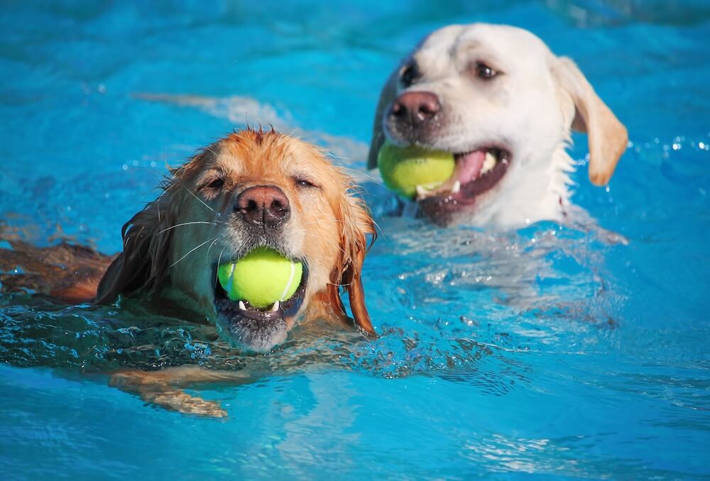 Pet-friendly pool